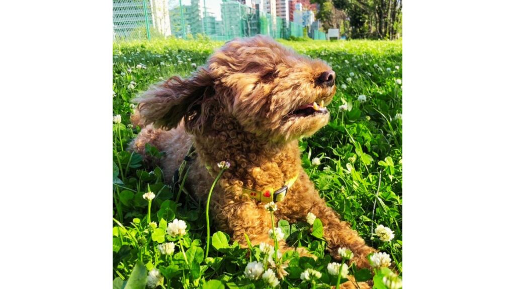 我が家の愛犬　トイプードル