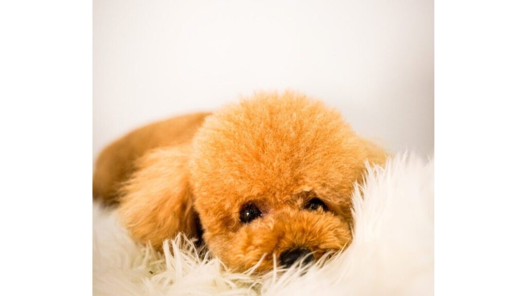 トイプードル　犬